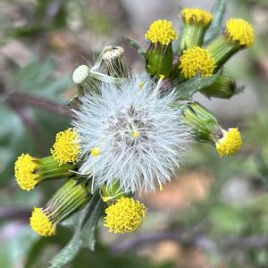 ノボロギク,野襤褸菊,かわいい雑草,冠毛,小さな庭の画像