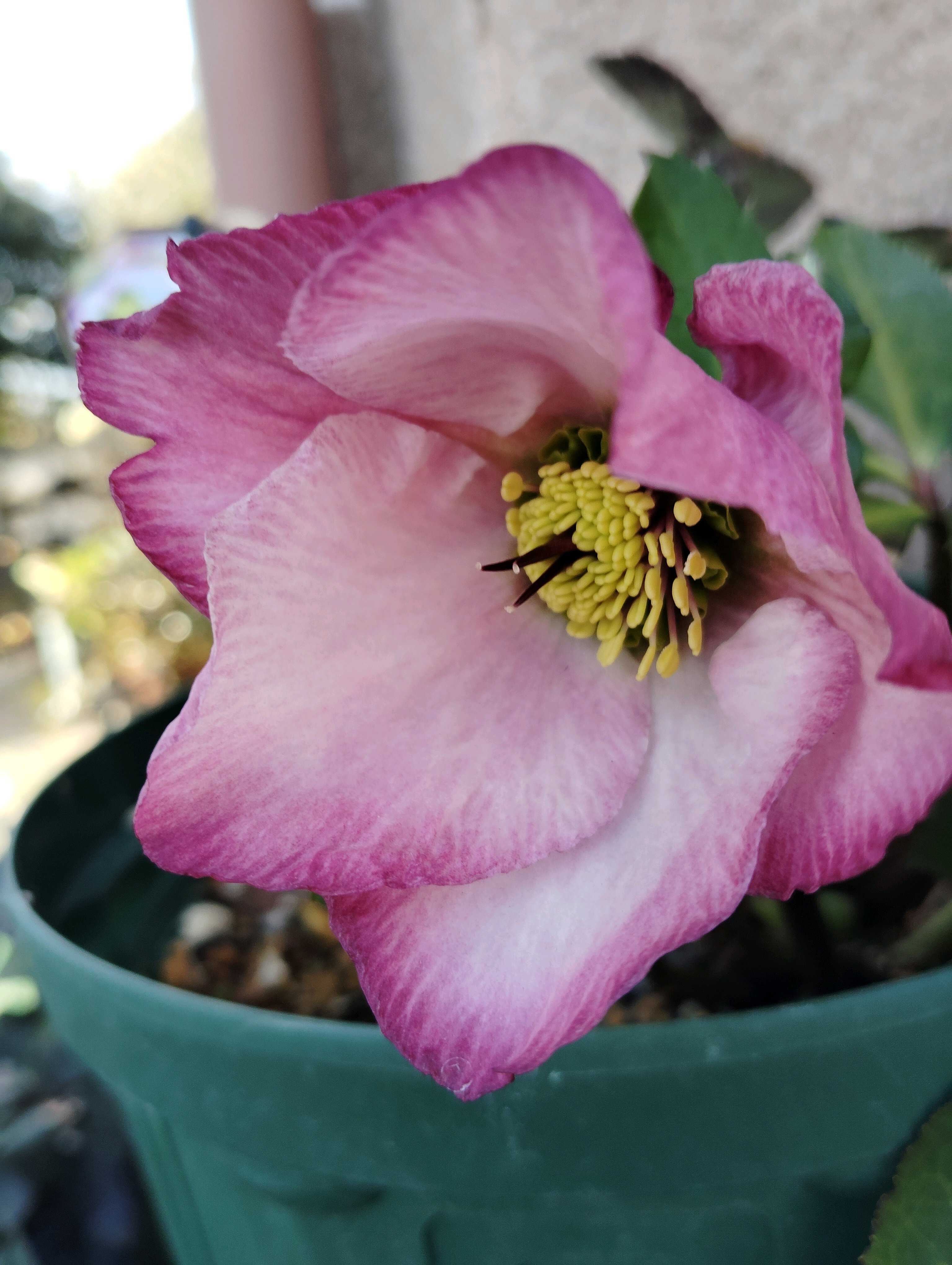 クリスマスローズ ウィンターヴィーナスの一覧｜🍀GreenSnap（グリーン