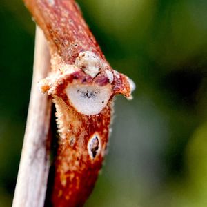 ヘクソカズラ,雑草,つる性植物,多年草,アカネ科の画像