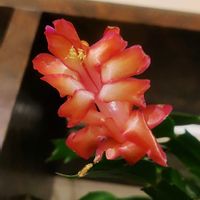 デンマークカクタス,デンマークカクタス ダークマリー,シャコバ サボテン,クリスマスカクタス,植物とおやつの画像