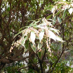 アセビ,馬酔木,花芽,今日のお花,冬芽の画像