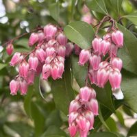 馬酔木(アセビ）,花のある暮らし,お家の植物,お家で園芸,庭の画像