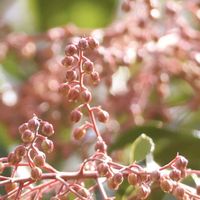 アセビ,馬酔木(アセビ）,GSのみなさんに感謝♡,今日のお花,GS皆様ありがとうの画像