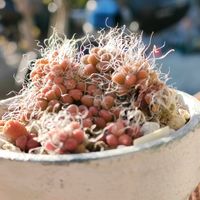 茶傘,茶傘,多肉植物いろいろ,多肉植物,アナカンプセロスの画像