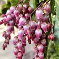 アセビ,馬酔木(アセビ）,お出かけ,今日のお花,北山緑化植物園の画像