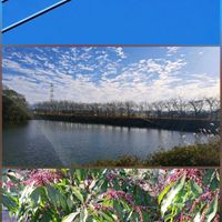 アセビ,サクラ,馬酔木(アセビ）,アセビの実,アセビの花芽の画像