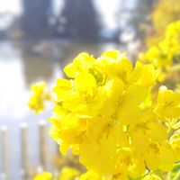 菜の花,ナノハナ,京都,お花,ビタミンカラーの画像