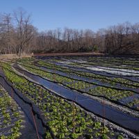 ワサビ,大王わさび農場,常念岳,安曇野市,お出かけ先の画像