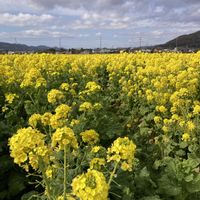 ジャガイモ,ナノハナ,今日のお花の画像