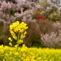 サクラ,ハナモモ,菜の花,菜の花,ナノハナの画像