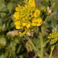 ナズナ,ナノハナ,ホトケノザ(仏の座),オオイヌフグリ.,ホワイトセージ？の画像