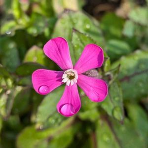 シレネ,鉢植え,我が家の花壇,プランター,お花のある暮らしの画像