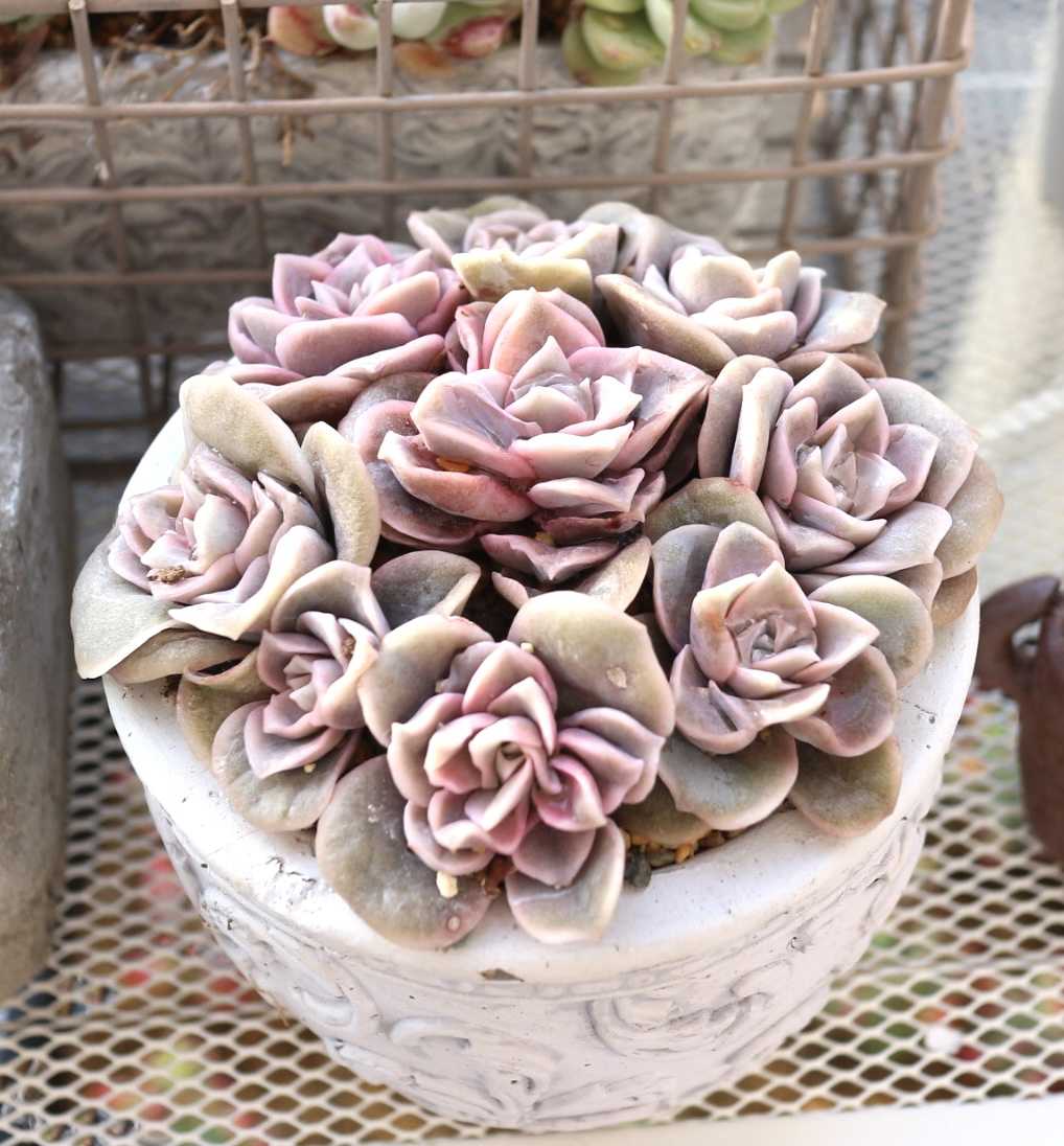 100均＆プチプラなのに可愛い♪多肉植物の寄せ植えINコーヒー