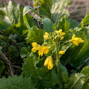 菜の花,山野草,今日のお花,平和を願う☆,山野草大好きの画像