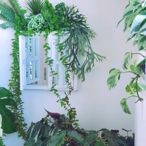 100均,花のある暮らし,植物好きさんと繋がりたい,no green,no life!,おうち園芸の画像