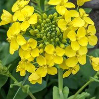 菜の花,小松菜,美しい,今日のお花,大好きなお花☆の画像