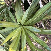 シュロチクの画像