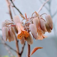 胡蝶の舞,多肉植物,花のある暮らし,植中毒,花自慢の画像