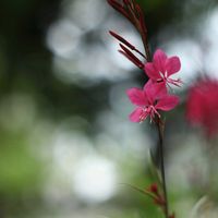 ガウラ,花のある暮らし,お花が好き♡,庭の画像