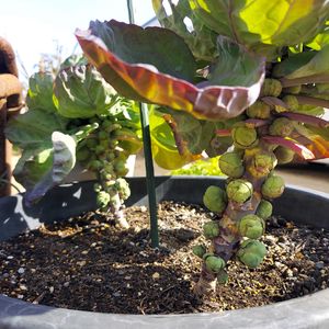 アーティチョーク,芽キャベツ,初挑戦,プランター菜園,種まき中毒の画像