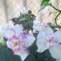 アザレア,カーネーション,ガーデンシクラメン,鉢植え,ピンクの花の画像