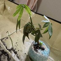 パキラ,大阪,植物大好き,お花大好き,生き物大好きの画像