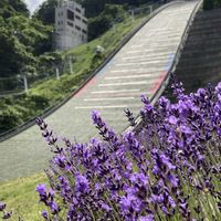 ラベンダー,ラベンダー,お出かけ先で,花とスポーツの画像