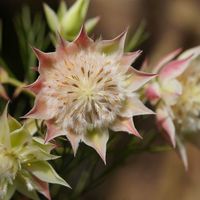 セルリア,マクロ撮影,一眼レフ,兵庫県,伊丹市昆虫館の画像