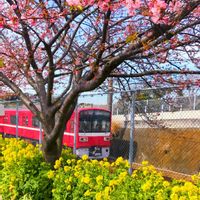 菜の花,三浦大根,お散歩,花のある暮らし,今日のお花の画像