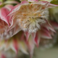 セルリア,マクロ撮影,一眼レフ,兵庫県,伊丹市昆虫館の画像