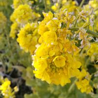 ヒイラギナンテン,菜の花,ナノハナ,黄色の花,アブラナ科の画像