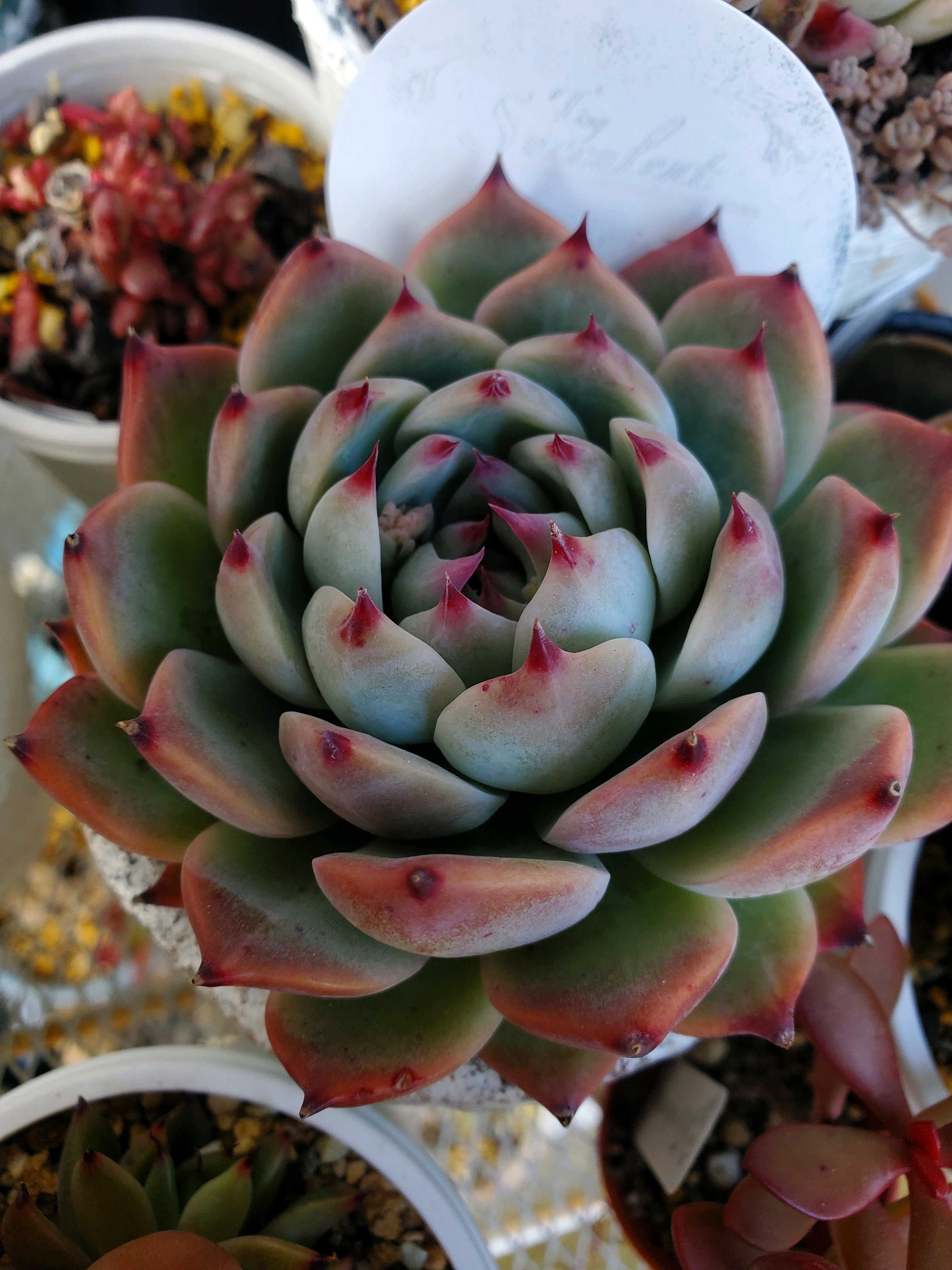 乙女心錦 カット苗➀ 【公式通販】