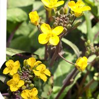 大根,小松菜,大根の花,コウサイタイ,ノハラガラシの画像