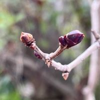 ライラック,ライラックの冬芽,植物は地球を救う❤️,庭の画像