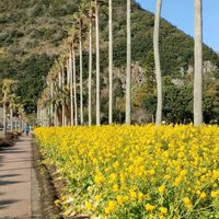 菜の花,ナノハナ,フェニックス,今日のお花,旅先にての画像