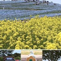 ネモフィラ,ナノハナ,今日の花,青い花マニア,チーム・ブルーの画像
