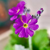 ウメ,サクラソウ,梅の花,桜草,花梅の画像