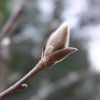 サンシュユ,ハクモクレン,昨日の野鳥公園の画像