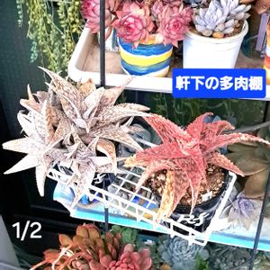 アロエ　ホワイトフォックス,多肉棚,植物男子ベランダー,アロエ レッドフォックス,ベランダの画像