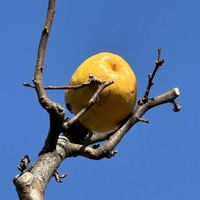 カリン,花梨の実,カリンの実,長居植物園,元気な月曜日❗️の画像