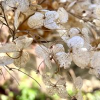 アナベル,リナリア グッピー,アナベル  紫陽花,2月の庭の画像