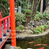 万両,散歩,紅い実,赤い実,神社の画像