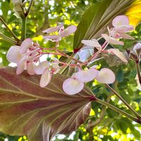 ベゴニア,木立ベゴニア,木立性 ベゴニアの画像