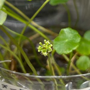 ウォーターマッシュルーム,ウォーターマッシュルームの花,ウォーターマッシュルームの花,日当たり良好,頂き物産の画像