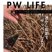 庭木の剪定,剪定,PW,シュラブ,ガーデリンクの画像