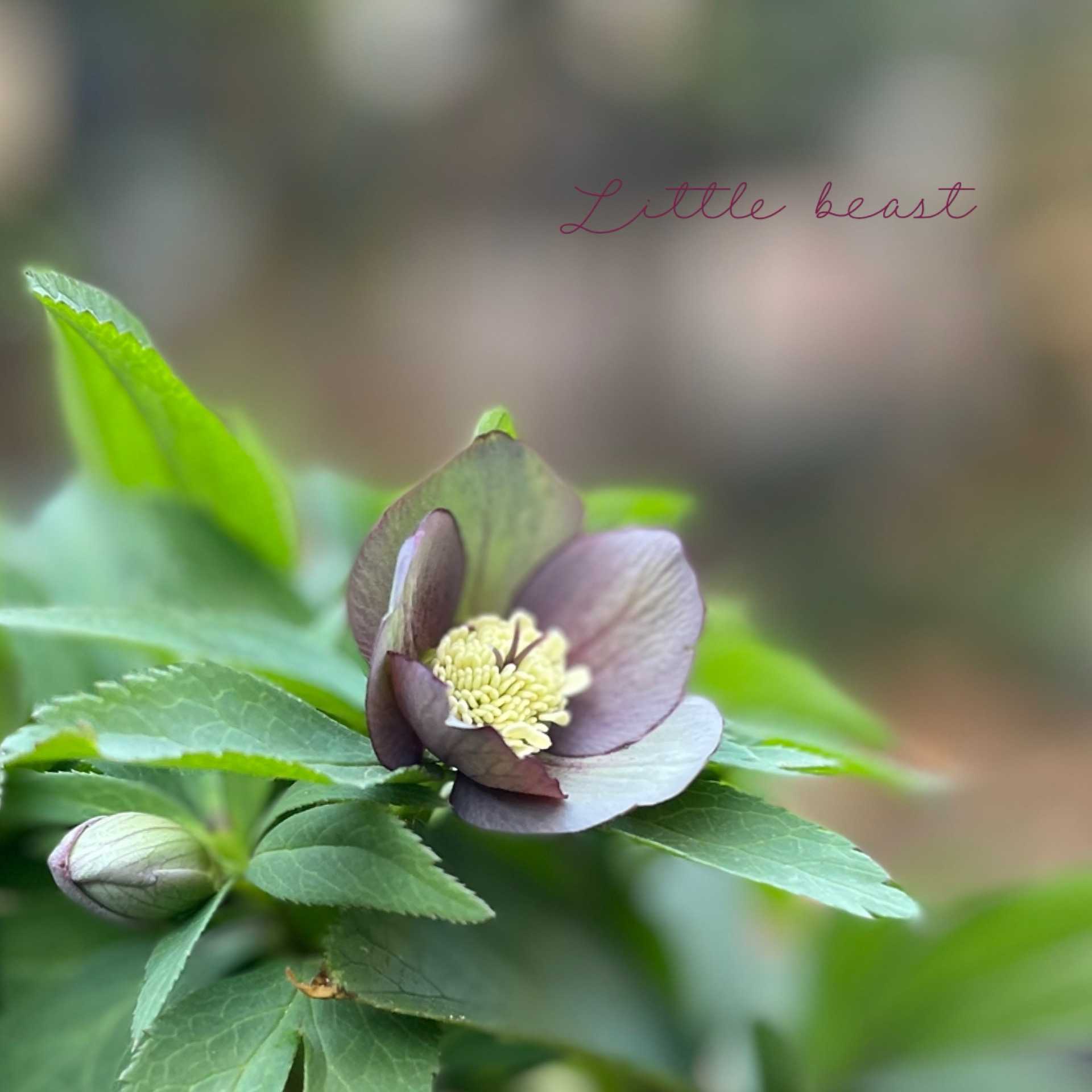 クリスマスローズ リトルビーストの一覧｜🍀GreenSnap（グリーンスナップ）