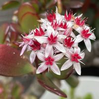 金のなる木,今日のお花,散歩道の花の画像