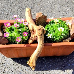 鉢植え,流木,季節の花,花のある暮らし,緑のある暮らしの画像