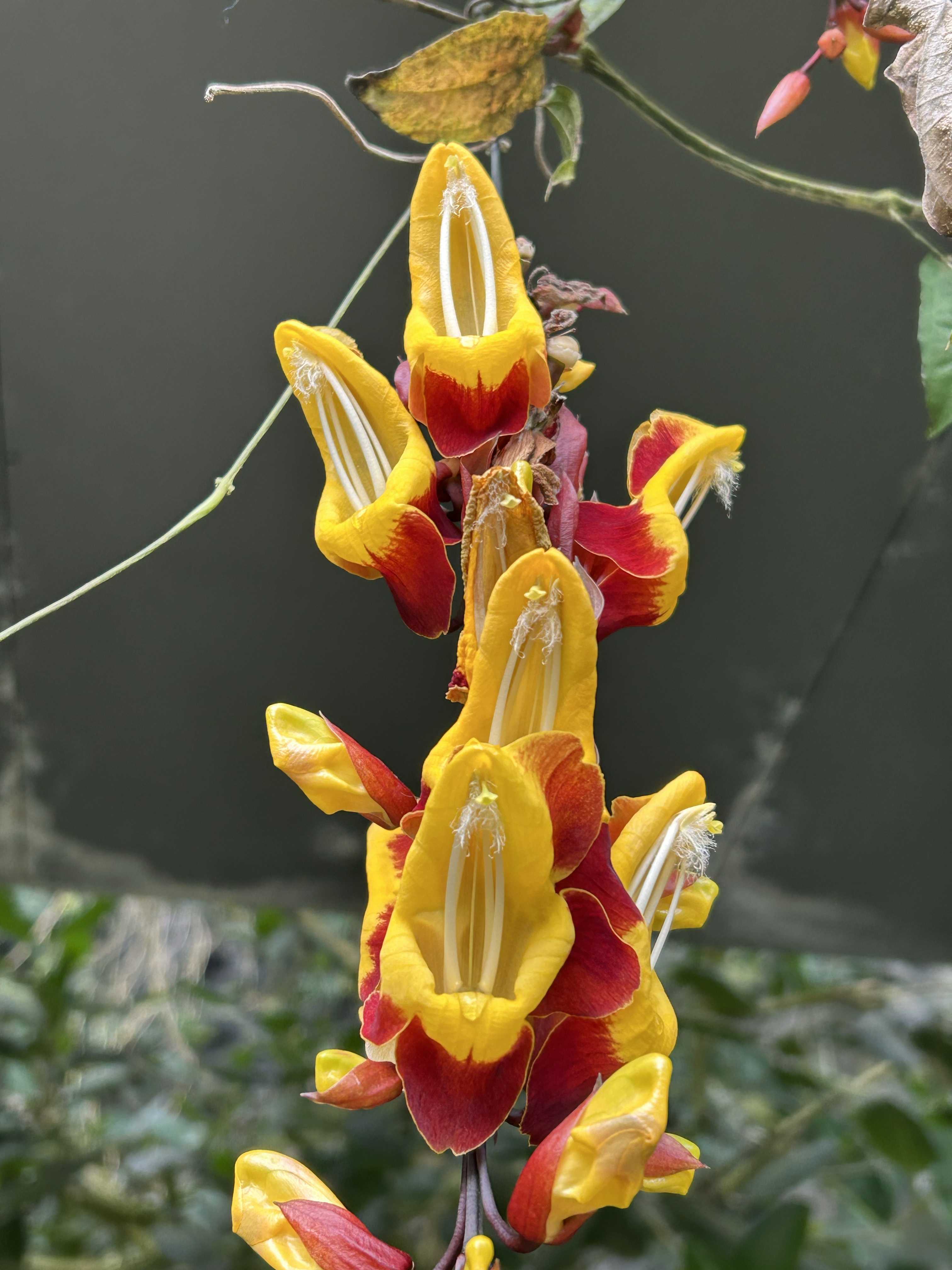 ツンベルギアマイソレンシス　レア　希少 ツンベルギア マイソレンシスの一覧｜🍀GreenSnap（グリーンスナップ）