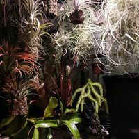 チランジア,ネペンテス,エアプランツ,食中植物,ビルベルギア属の画像